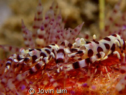 A pair of Coleman's shrimps, Periclimenes colemani on fir... by Jovin Lim 